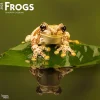 2025 BrownTrout Frogs 12" x 24" Monthly Square Wall Calendar (9781975476991)