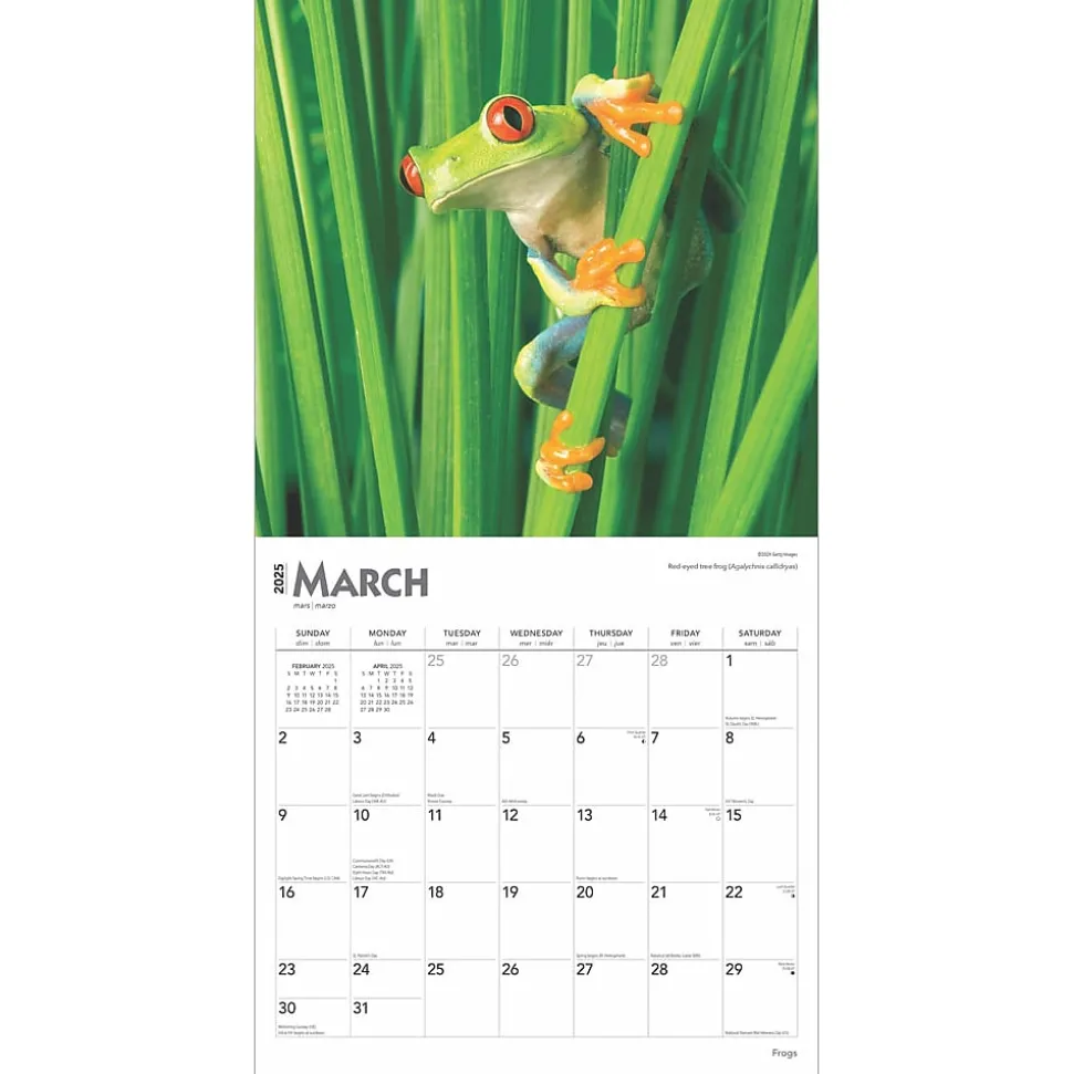 2025 BrownTrout Frogs 12" x 24" Monthly Square Wall Calendar (9781975476991)