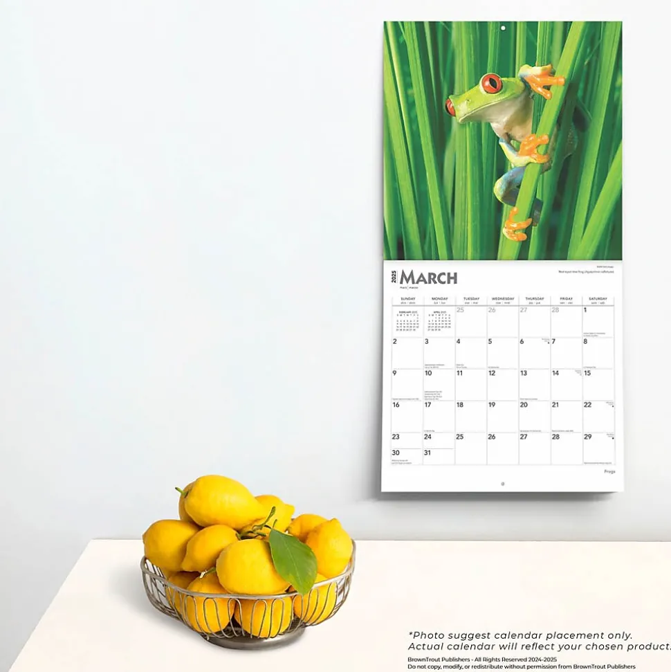 2025 BrownTrout Frogs 12" x 24" Monthly Square Wall Calendar (9781975476991)