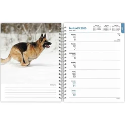 2025 BrownTrout German Shepherds 6