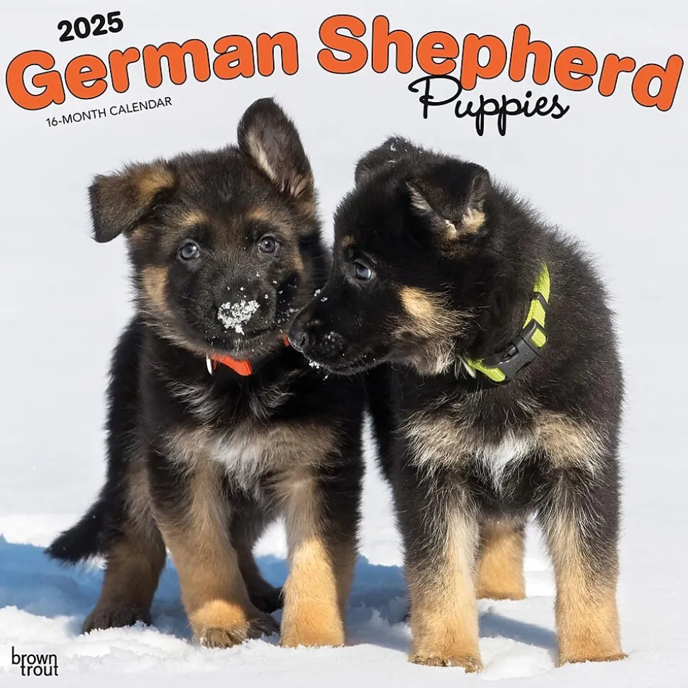 2025 BrownTrout German Shepherd Puppies 12" x 12" Monthly Square Wall Calendar (9781975477004)