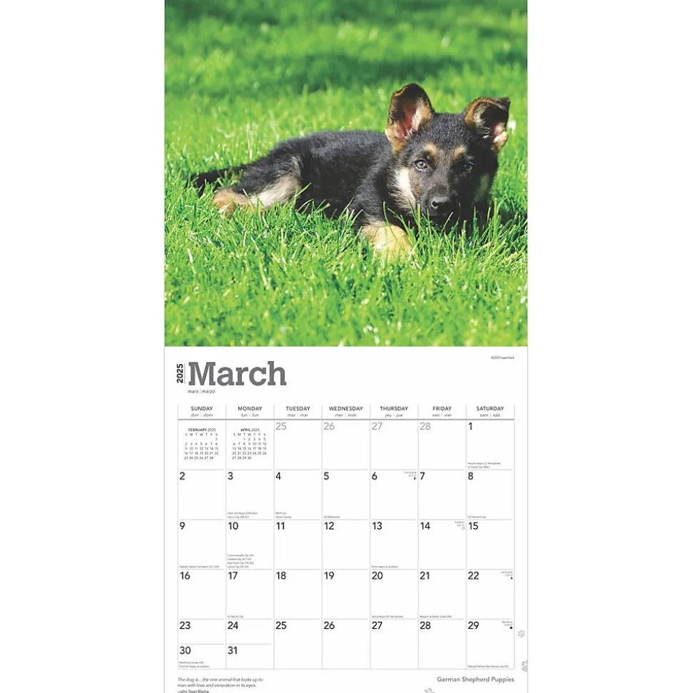 2025 BrownTrout German Shepherd Puppies 12" x 12" Monthly Square Wall Calendar (9781975477004)