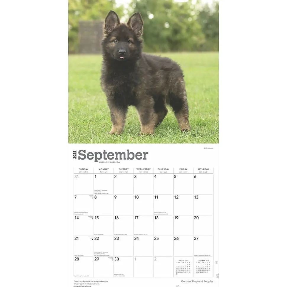 2025 BrownTrout German Shepherd Puppies 12" x 12" Monthly Square Wall Calendar (9781975477004)