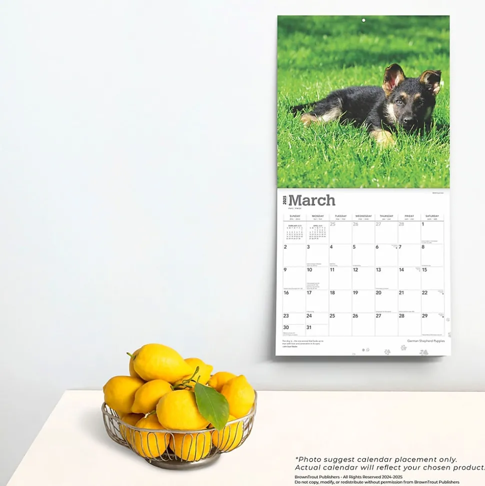2025 BrownTrout German Shepherd Puppies 12" x 12" Monthly Square Wall Calendar (9781975477004)