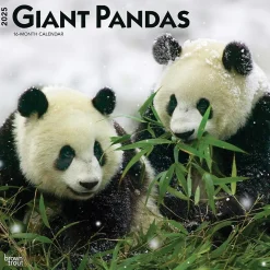 2025 BrownTrout Giant Pandas 12" x 12" Monthly Wall Calendar (9781975474843)