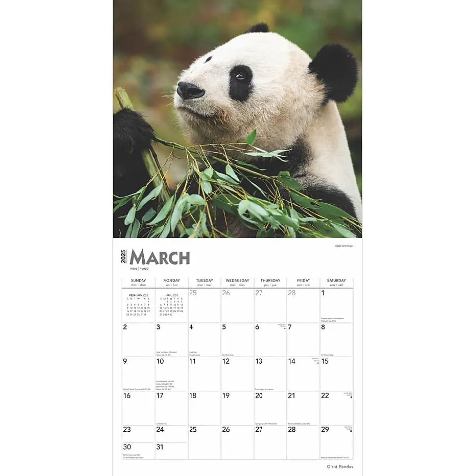 2025 BrownTrout Giant Pandas 12" x 12" Monthly Wall Calendar (9781975474843)
