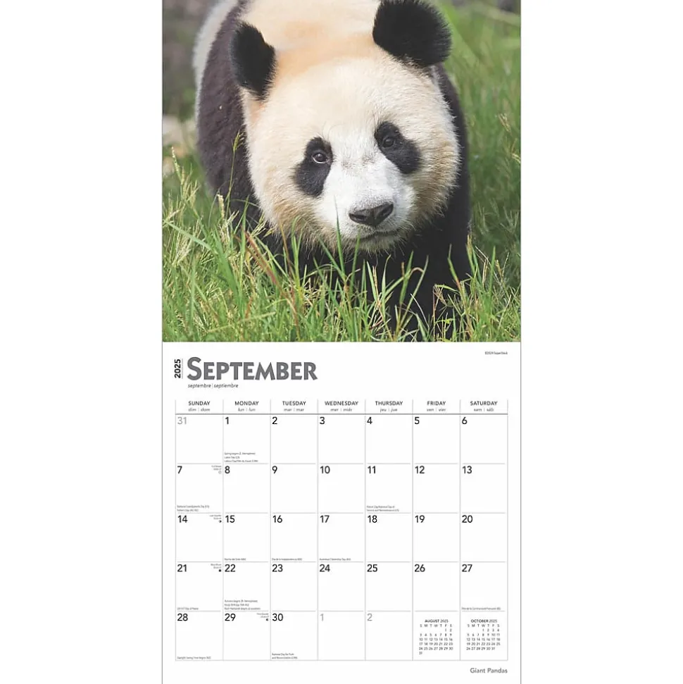 2025 BrownTrout Giant Pandas 12" x 12" Monthly Wall Calendar (9781975474843)