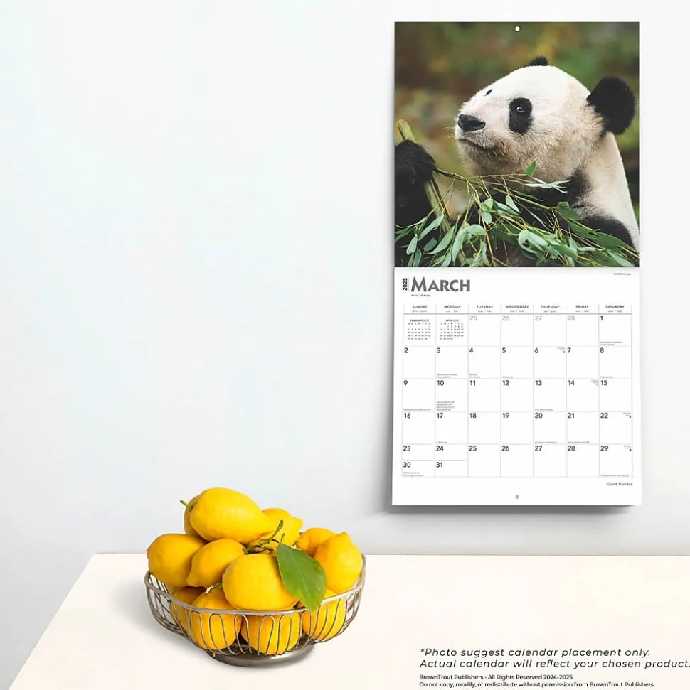 2025 BrownTrout Giant Pandas 12" x 12" Monthly Wall Calendar (9781975474843)