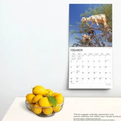 2025 BrownTrout Goats in Trees 12