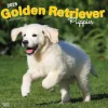 2025 BrownTrout Golden Retriever Puppies 12" x 12" Monthly Square Wall Calendar (9781975477066)