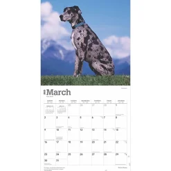 2025 BrownTrout Great Danes 12