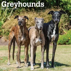 2025 BrownTrout Greyhounds 12" x 12" Monthly Wall Calendar (9781975477127)
