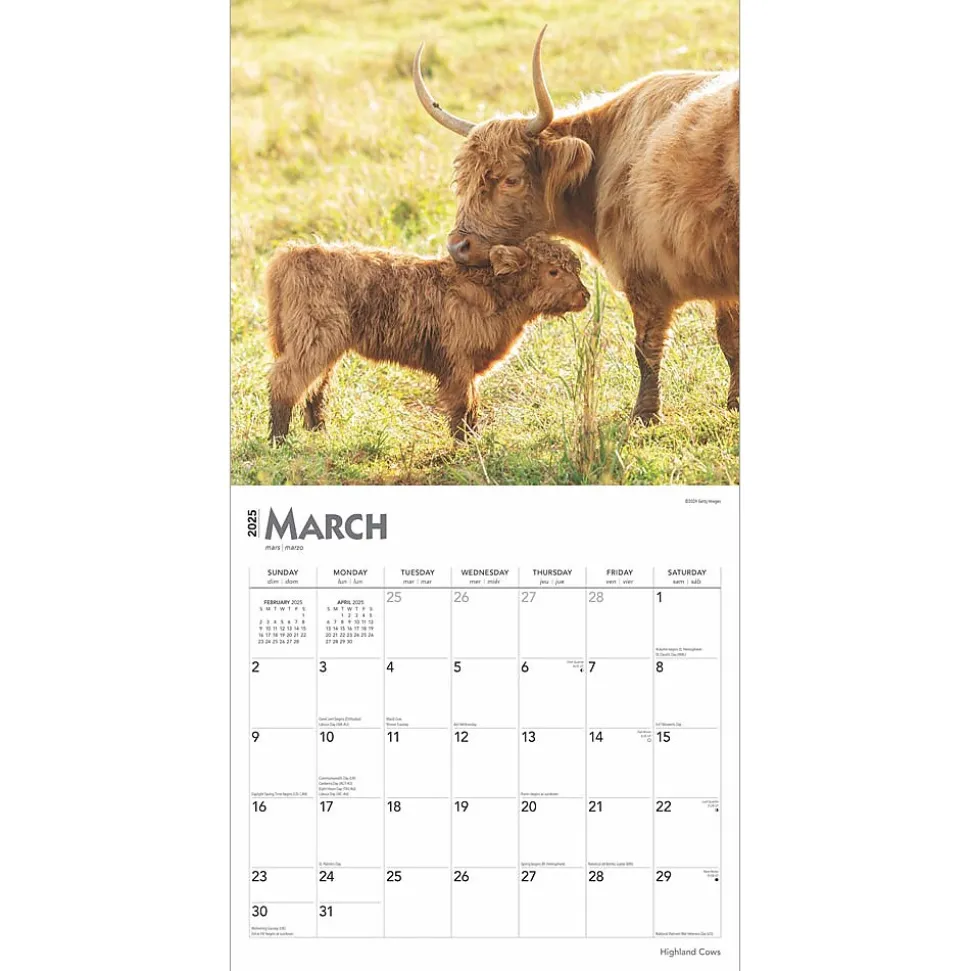 2025 BrownTrout Highland Cows 12" x 12" Monthly Square Wall Calendar (9781975478377)