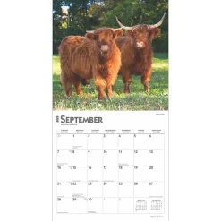 2025 BrownTrout Highland Cows 12