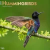 2025 BrownTrout Hummingbirds 12" x 12" Monthly Wall Calendar (9781975477189)