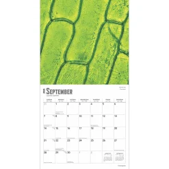 2025 BrownTrout Innerspace 12