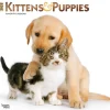 2025 BrownTrout Kittens & Puppies 12" x 12" Monthly Wall Calendar (9781975477271)
