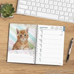 2025 BrownTrout Kittens 6