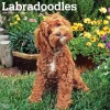 2025 BrownTrout Labradoodles 12" x 24" Monthly Square Wall Calendar, (9781975477295)
