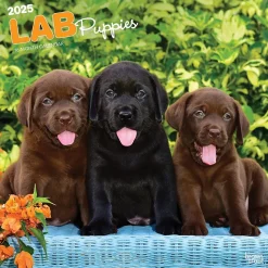 2025 BrownTrout Labrador Retriever Puppies 12" x 12" Monthly Wall Calendar (9781975477301)