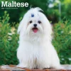 2025 BrownTrout Maltese 12" x 12" Monthly Square Wall Calendar (9781975477400)
