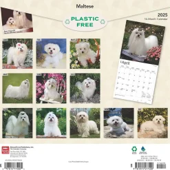 2025 BrownTrout Maltese 12" x 12" Monthly Square Wall Calendar (9781975477400)