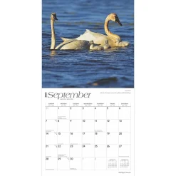 2025 BrownTrout Michigan Nature 12