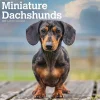 2025 BrownTrout Miniature Dachshunds 12" x 24" Monthly Square Wall Calendar, (9781975476922)