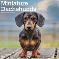 2025 BrownTrout Miniature Dachshunds 12" x 24" Monthly Square Wall Calendar, (9781975476922)