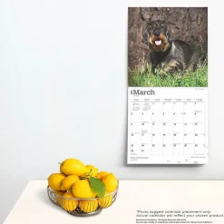 2025 BrownTrout Miniature Dachshunds 12