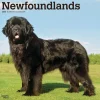 2025 BrownTrout Newfoundlands 12" x 12" Monthly Wall Calendar (9781975477479)