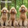 2025 BrownTrout Poodles 12" x 12" Monthly Wall Calendar (9781975477547)