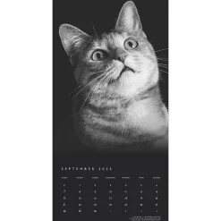 2025 BrownTrout Portrait Series: The Regal Cat 12