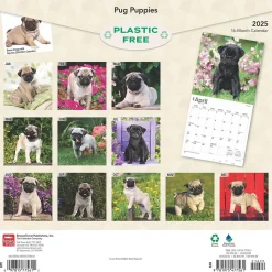 2025 BrownTrout Pug Puppies 12" x 12" Monthly Wall Calendar (9781975477561)