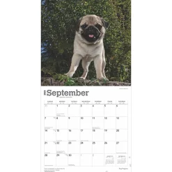 2025 BrownTrout Pug Puppies 12