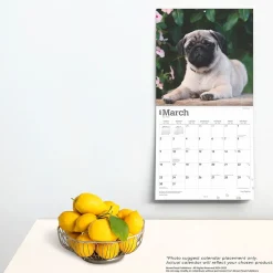 2025 BrownTrout Pug Puppies 12