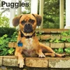 2025 BrownTrout Puggles 12" x 12" Monthly Square Wall Calendar (9781975477578)