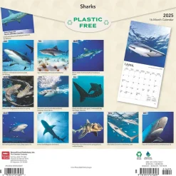 2025 BrownTrout Sharks 12" x 12" Monthly Square Wall Calendar (9781975475697)
