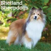 2025 BrownTrout Shetland Sheepdogs 12" x 24" Monthly Square Wall Calendar, (9781975477721)