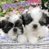 2025 BrownTrout Shih Tzu Puppies 12" x 24" Monthly Square Wall Calendar, (9781975477752)