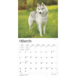 2025 BrownTrout Siberian Huskies 12