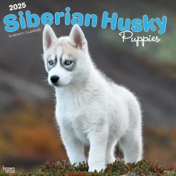 2025 BrownTrout Siberian Husky Puppies 12" x 12" Monthly Wall Calendar (9781975477783)