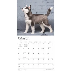 2025 BrownTrout Siberian Husky Puppies 12