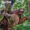 2025 BrownTrout Sloths 12" x 12" Monthly Square Wall Calendar (9781975475703)