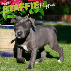 2025 BrownTrout Staffordshire Bull Terriers Puppies 12" x 12" Monthly Square Wall Calendar (9781975475741)