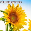 2025 BrownTrout Sunflowers 12" x 12" Monthly Square Wall Calendar (9781975477837)