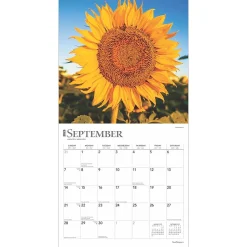 2025 BrownTrout Sunflowers 12