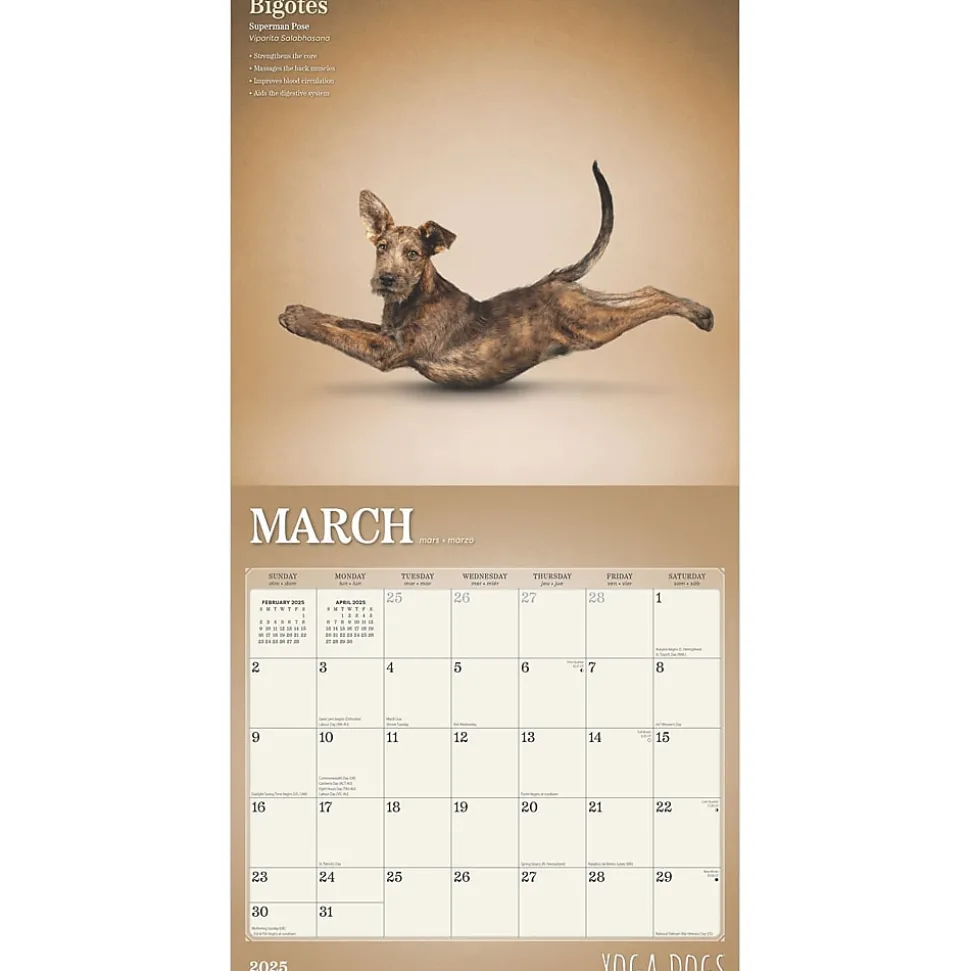 2025 BrownTrout Yoga Dogs 12" x 12" Monthly Wall Calendar (9781975479879)