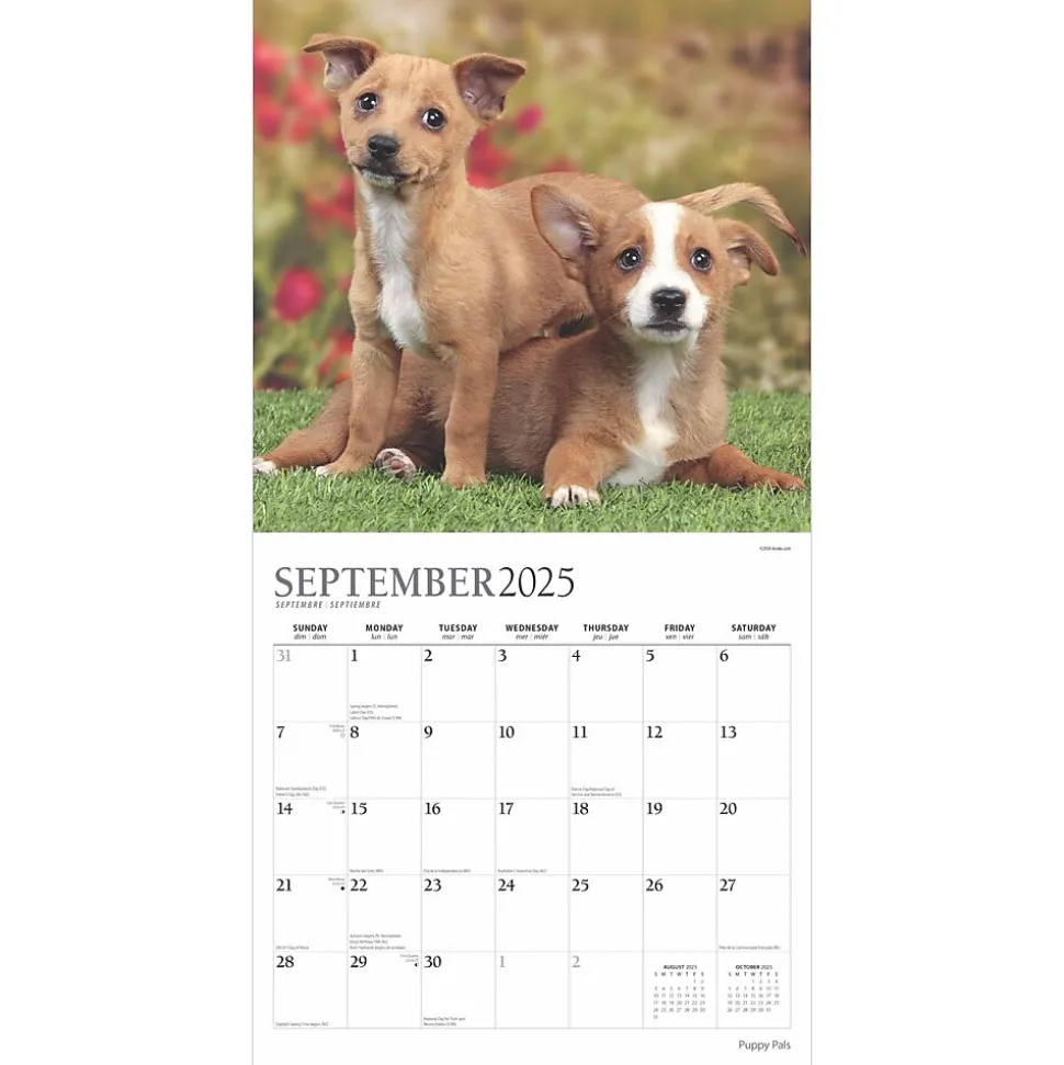 2025 Plato Puppy Pals 12" x 12" Monthly Square Wall Calendar (9781975478988)