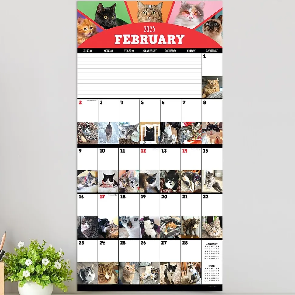 2025 TF Publishing 12" x 12" Cat-A-Day Wall Calendar (25-1002)